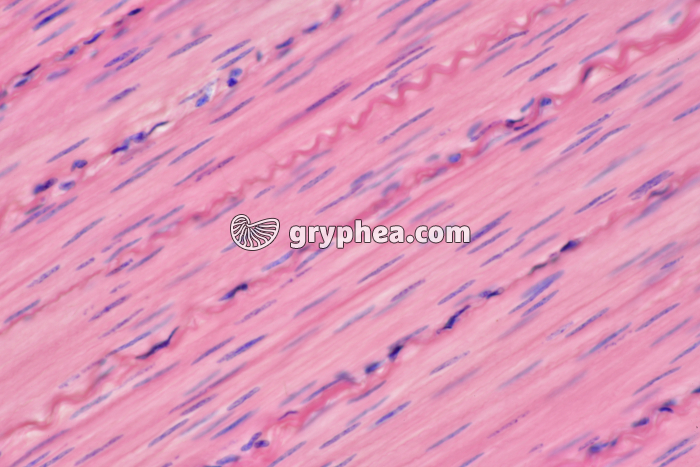 Muscle lisse CL x100 - gryphea.com